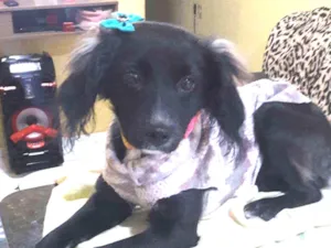 Cachorro raça RND idade 7 a 11 meses nome Pandora