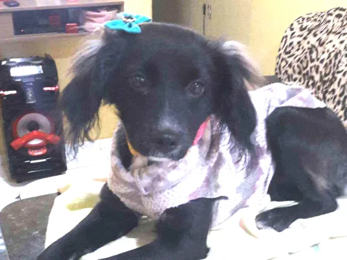 Cachorro ra a RND idade 7 a 11 meses nome Pandora