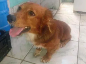 Cachorro raça Não sei idade 2 anos nome Rabito