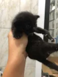 Pantera, Tigre, Pira