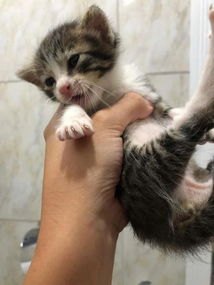 Gato ra a sem idade Abaixo de 2 meses nome Pantera, Tigre, Pira