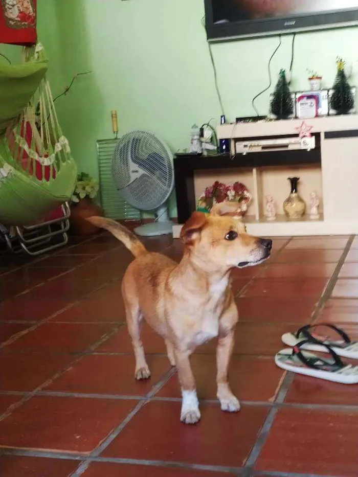 Cachorro ra a Vira lata idade 2 anos nome Sem nome