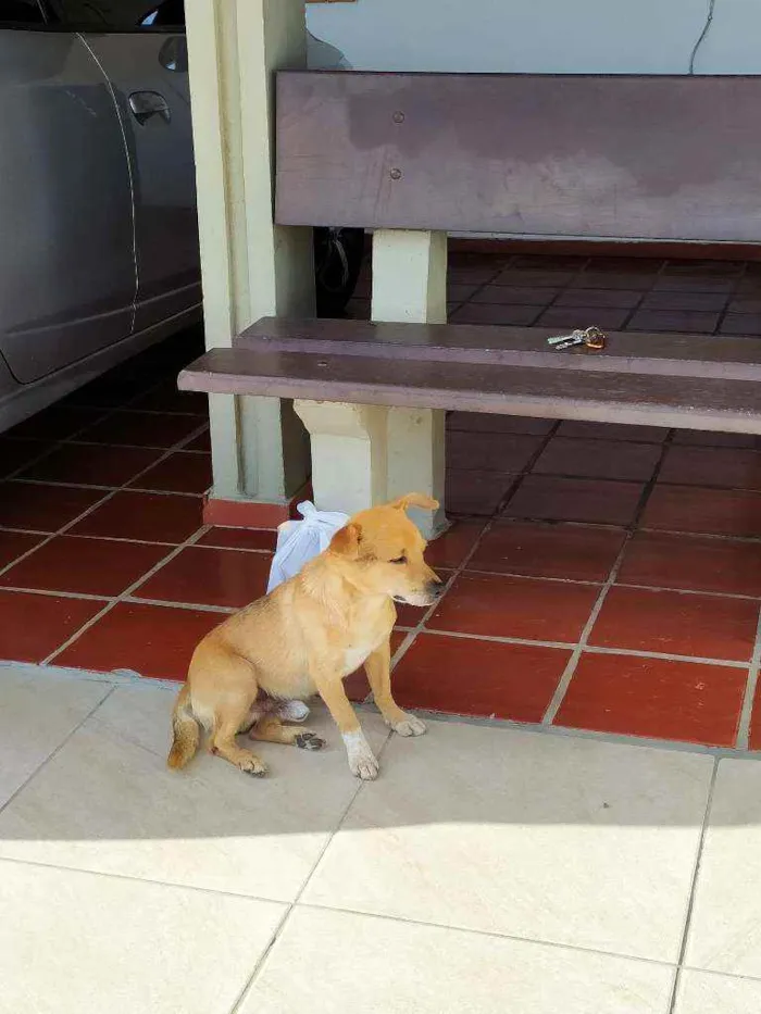 Cachorro ra a Vira lata idade 2 anos nome Sem nome