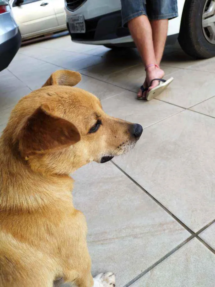 Cachorro ra a Vira lata idade 2 anos nome Sem nome