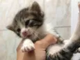 Pantera, Tigre, Pira