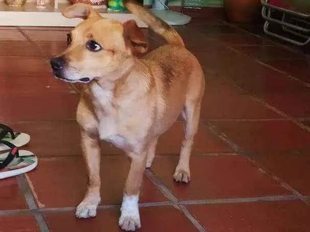 Cachorro ra a Vira lata idade 2 anos nome Sem nome