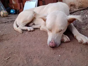 Cachorro raça Vira lata idade 3 anos nome Sem nome