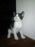 Gatinhos