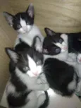 Gatinhos