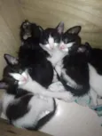 Gatinhos