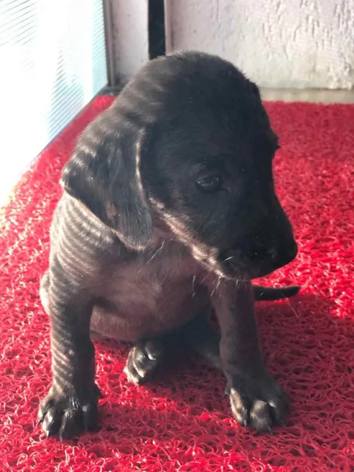 Cachorro ra a SRD  idade 2 a 6 meses nome Filhotes 