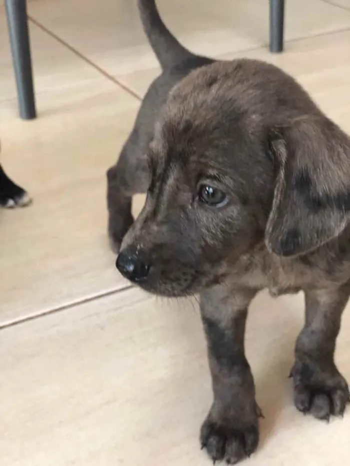 Cachorro ra a SRD  idade 2 a 6 meses nome Filhotes 