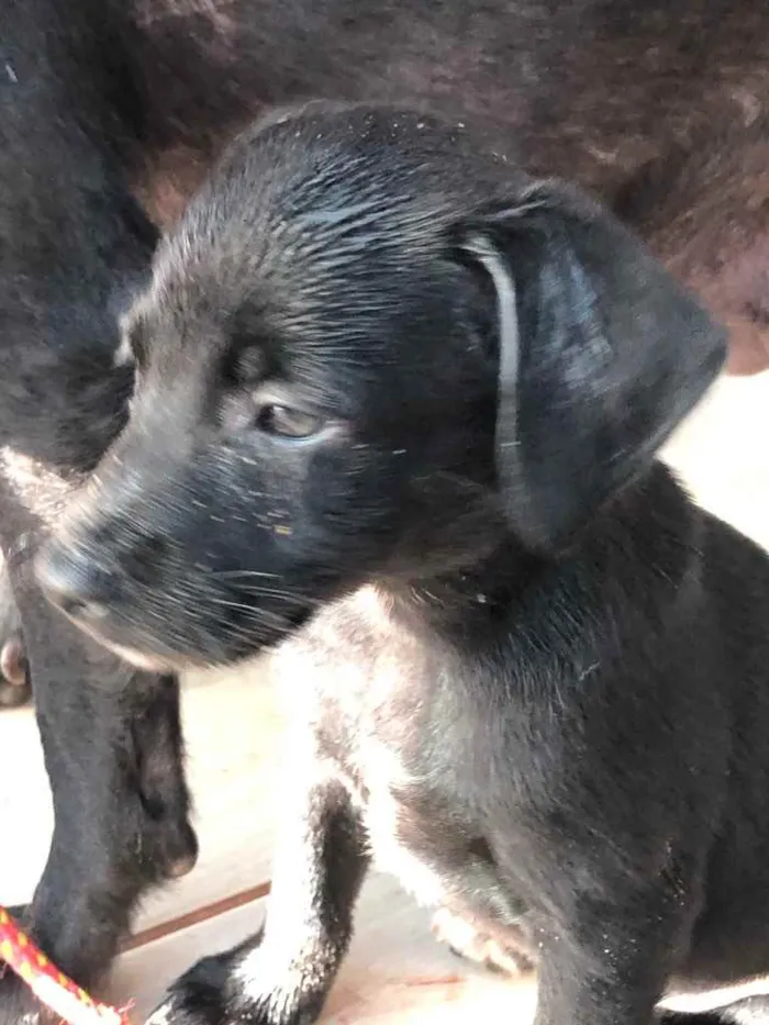 Cachorro ra a SRD  idade 2 a 6 meses nome Filhotes 