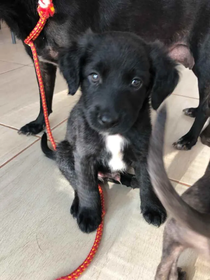 Cachorro ra a SRD  idade 2 a 6 meses nome Filhotes 