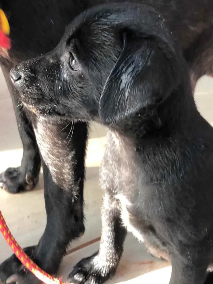 Cachorro ra a SRD  idade 2 a 6 meses nome Filhotes 