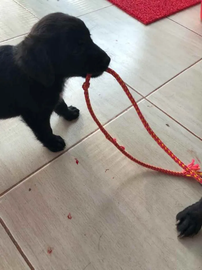 Cachorro ra a SRD  idade 2 a 6 meses nome Filhotes 