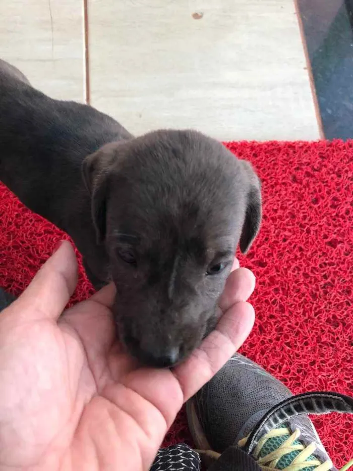 Cachorro ra a SRD  idade 2 a 6 meses nome Filhotes 