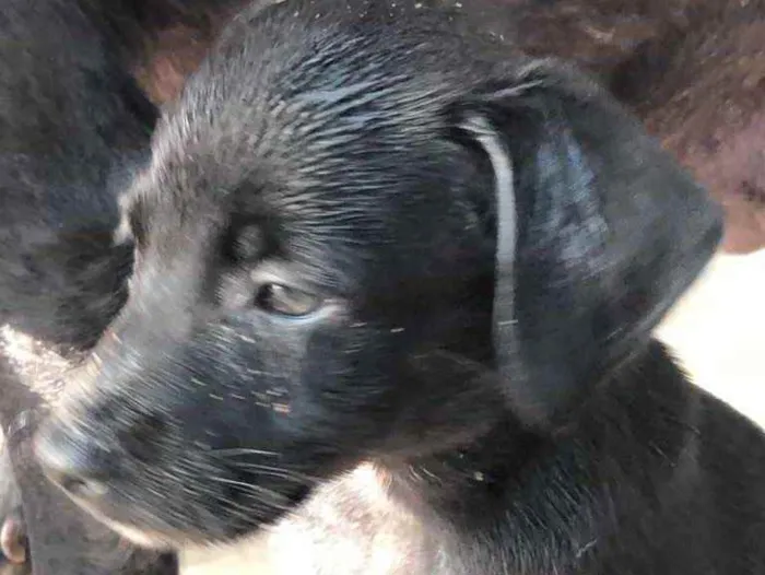 Cachorro ra a SRD  idade 2 a 6 meses nome Filhotes 
