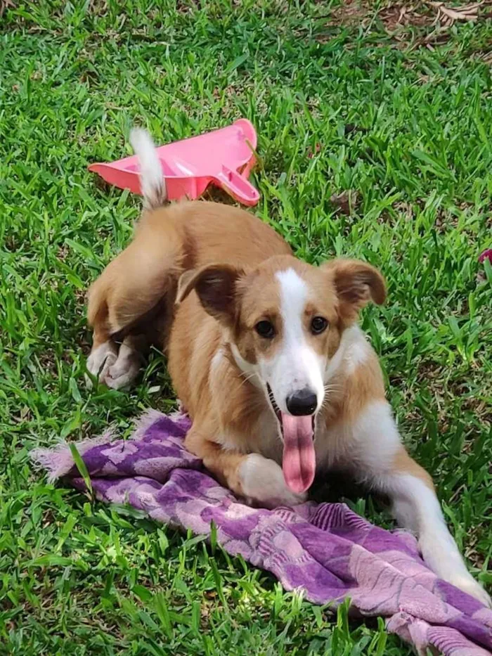Cachorro raça SRD-ViraLata idade 2 a 6 meses nome Flor