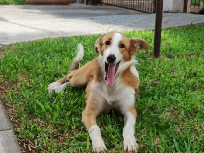 Cachorro ra a SRD-ViraLata idade 2 a 6 meses nome Flor