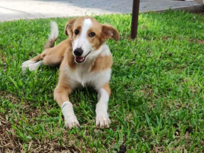 Cachorro raça SRD-ViraLata idade 2 a 6 meses nome Flor
