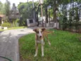 Flor