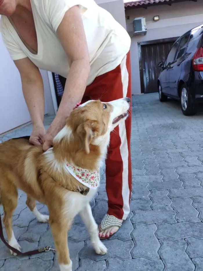 Cachorro raça SRD-ViraLata idade 2 a 6 meses nome Flor