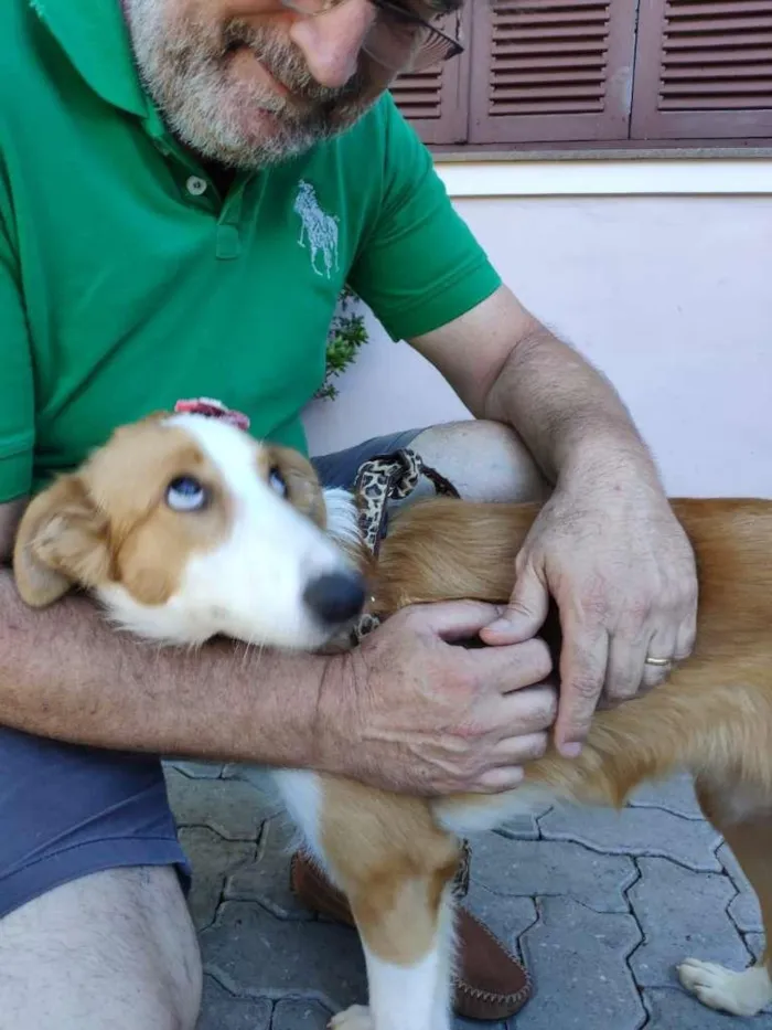 Cachorro ra a SRD-ViraLata idade 2 a 6 meses nome Flor