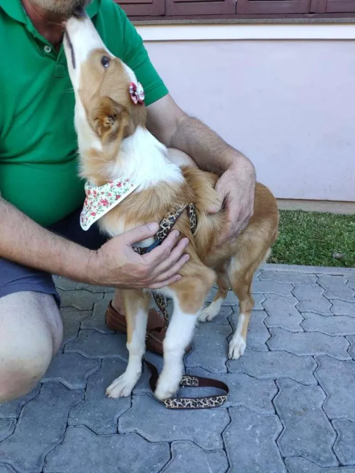 Cachorro raça SRD-ViraLata idade 2 a 6 meses nome Flor