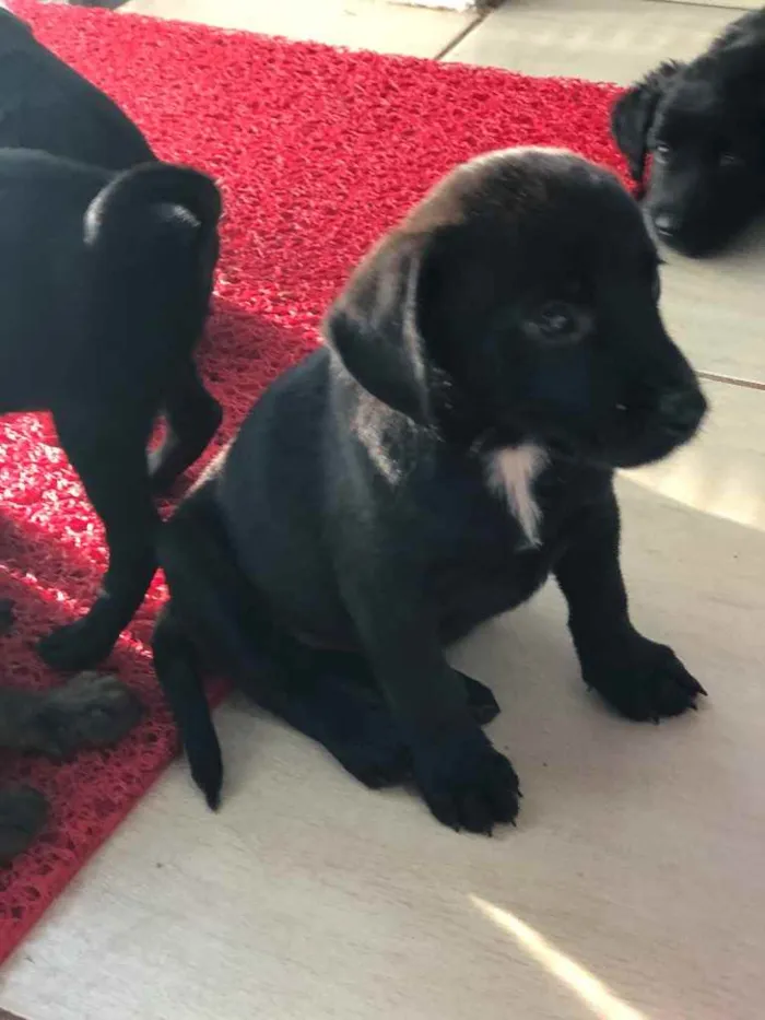 Cachorro ra a SRD  idade 2 a 6 meses nome Filhotes 