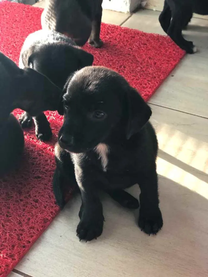 Cachorro ra a SRD  idade 2 a 6 meses nome Filhotes 