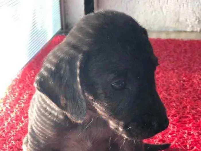 Cachorro ra a SRD  idade 2 a 6 meses nome Filhotes 