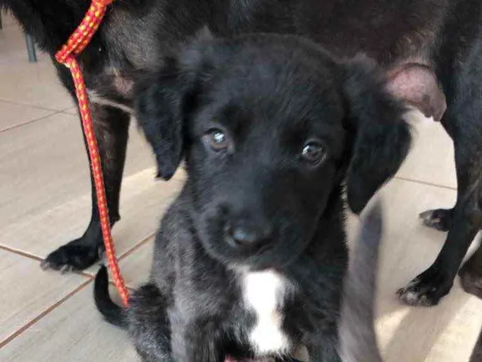 Cachorro ra a SRD  idade 2 a 6 meses nome Filhotes 