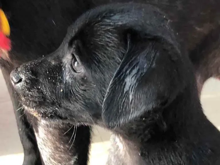 Cachorro ra a SRD  idade 2 a 6 meses nome Filhotes 
