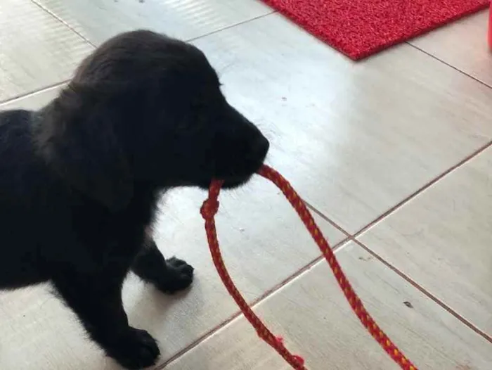 Cachorro ra a SRD  idade 2 a 6 meses nome Filhotes 