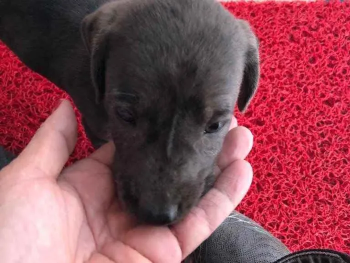 Cachorro ra a SRD  idade 2 a 6 meses nome Filhotes 