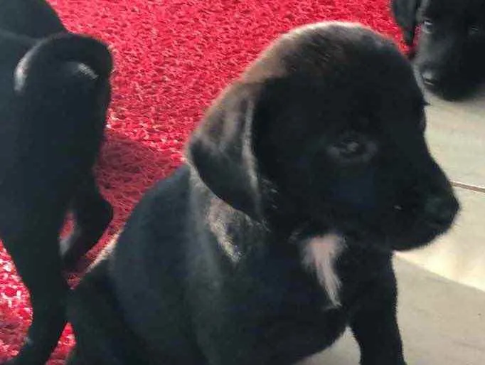 Cachorro ra a SRD  idade 2 a 6 meses nome Filhotes 