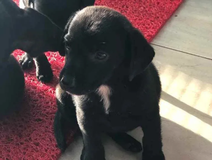 Cachorro ra a SRD  idade 2 a 6 meses nome Filhotes 