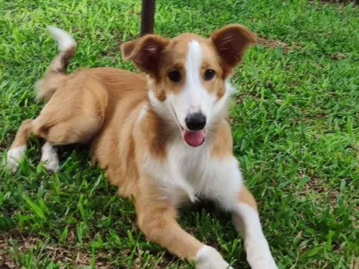 Cachorro raça SRD-ViraLata idade 2 a 6 meses nome Flor