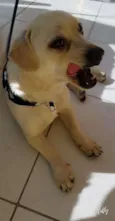 Cachorro raça SRD-ViraLata idade 2 anos nome LEOZINHO