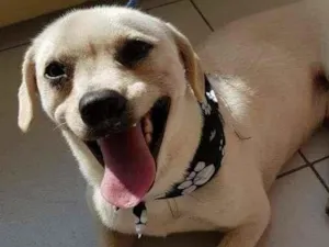 Cachorro raça SRD-ViraLata idade 2 anos nome LEOZINHO