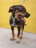 Cachorro raça SRD-ViraLata idade 2 a 6 meses nome COOKIE