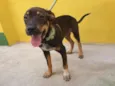 Cachorro raça SRD-ViraLata idade 2 a 6 meses nome COOKIE