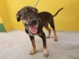 Cachorro raça SRD-ViraLata idade 2 a 6 meses nome COOKIE