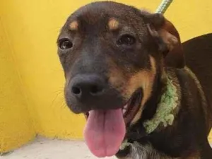 Cachorro raça SRD-ViraLata idade 2 a 6 meses nome COOKIE