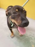 Cachorro raça SRD-ViraLata idade 2 a 6 meses nome COOKIE
