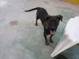 Cachorro raça SRD-ViraLata idade 2 a 6 meses nome KIKA