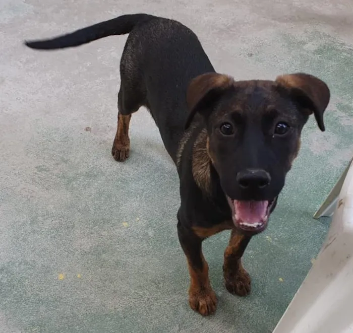 Cachorro raça SRD-ViraLata idade 2 a 6 meses nome KIKA