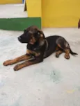 Cachorro raça SRD-ViraLata idade 2 a 6 meses nome KIKA