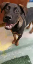 Cachorro raça SRD-ViraLata idade 2 a 6 meses nome KIKA